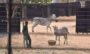 ಚಿತ್ರದುರ್ಗ ಪ್ರಾಣಿಸಂಗ್ರಹಾಲಯಕ್ಕೆ ಶೀಘ್ರವೇ 3 ಜೀಬ್ರಾಗಳ ಸೇರ್ಪಡೆ 